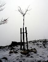  21. April 2013 - wie lange muss Samuels Ginkgo noch auf den Frühling warten?
